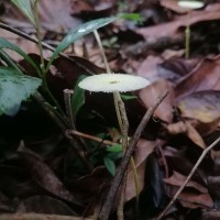 Leucocoprinus sp1